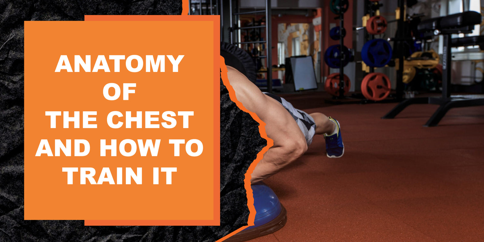 The Anatomy of the Chest and How to Train It for Maximum Gains | MAGMA ...