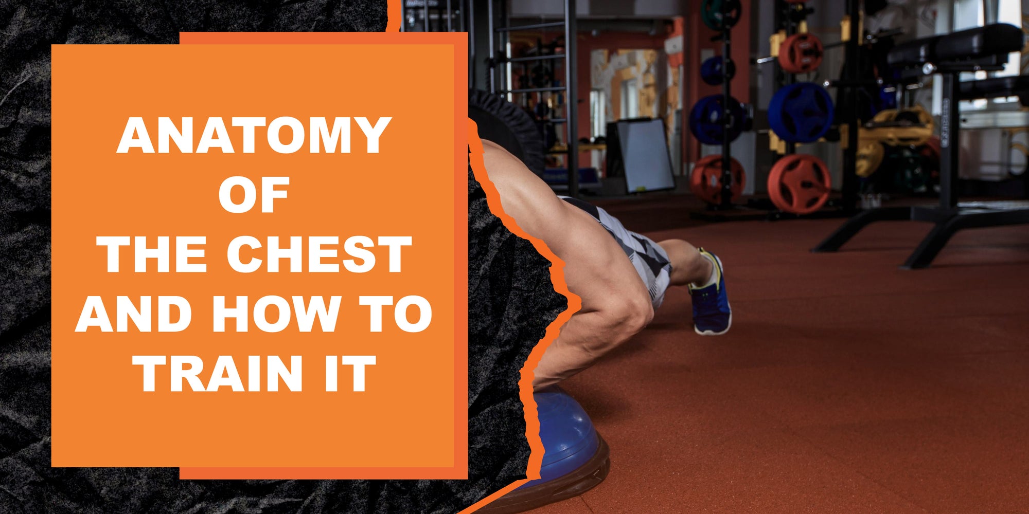 The Anatomy of the Chest and How to Train It for Maximum Gains