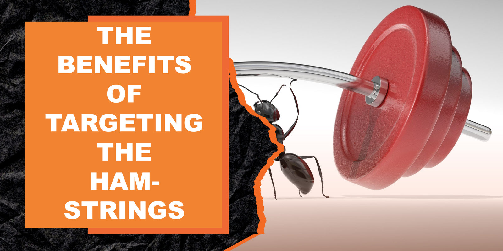 The Benefits of Targeting the Hamstrings with Exercise